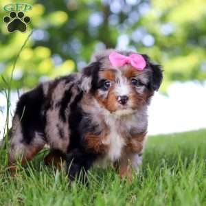 Firefly, Mini Bernedoodle Puppy